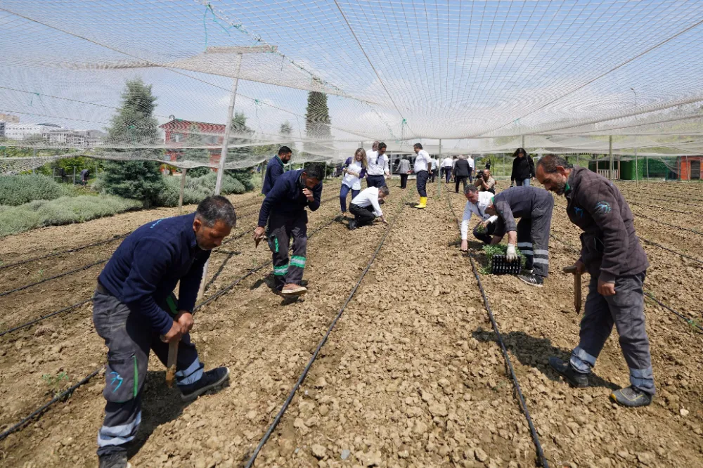 YAZLIK FİDELER TOPRAKLA BULUŞTU