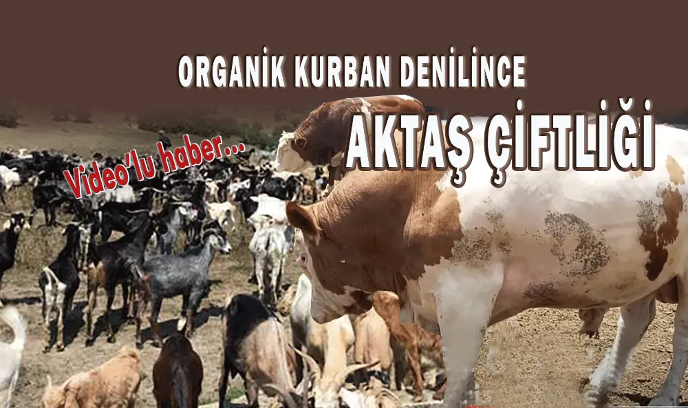 ORGANİK KURBAN DENİLİNCE AKTAŞ ÇİFTLİĞİ