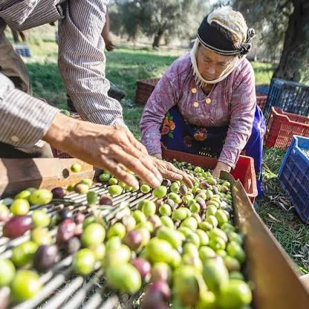 12. MİLAS ZEYTİN, ZEYTİNYAĞI VE TURİZM FESTİVALİ 6 KASIM’DA KAPILARINI AÇIYOR